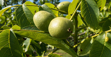 Kahai Oil
